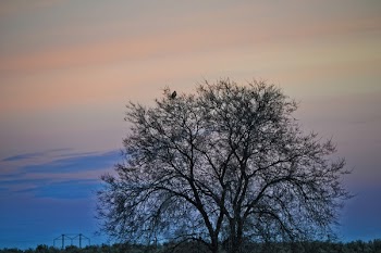 Bare Tree during Sunset