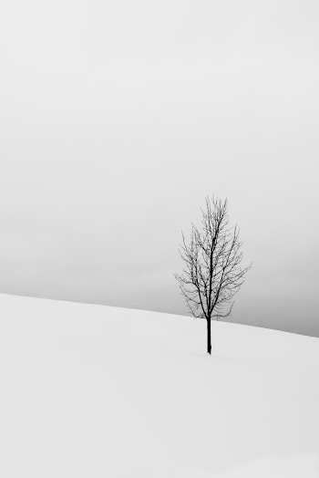 Bare Tree in the Middle Field Covered in Snow