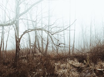 Bare Tree Lot