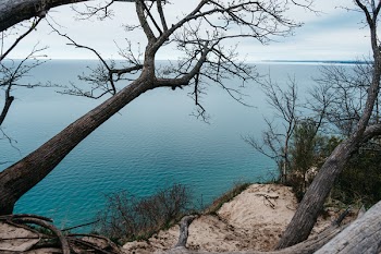 Bare Tree Near Blue Ocean