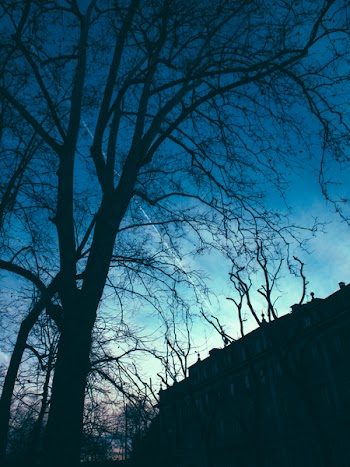 Bare Tree Near Building