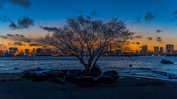 Bare Tree Near Lake
