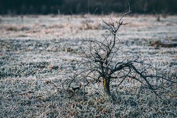 Bare Tree on Green Field
