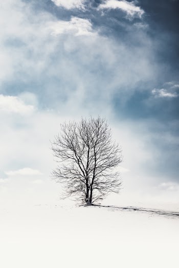 Bare Tree on Snow