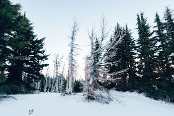 Bare Tree on Snow Covered Hill during Golden Hour