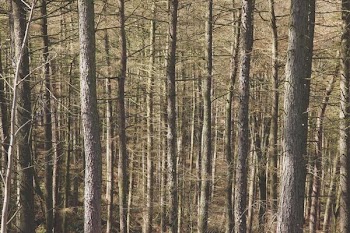 bare tree painting