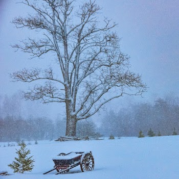 Bare Tree Painting