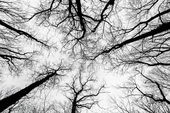 bare tree photography
