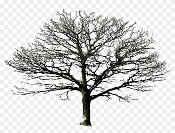 Bare Tree Png By =doloresdevelde On Deviantart - Silhouette Of A Tree