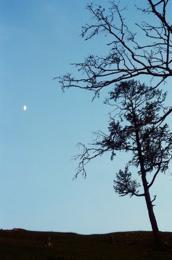 Bare Tree Under Blue Sky · Free Stock Photo