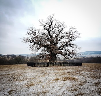 Bare Tree With Black Metal Fence
