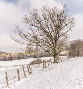 Bare Tree With Ground Covered by Snow