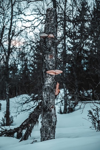 Bare Trees