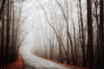 bare trees