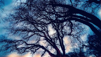 Bare Trees