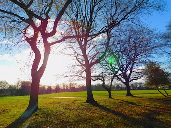 Bare Trees