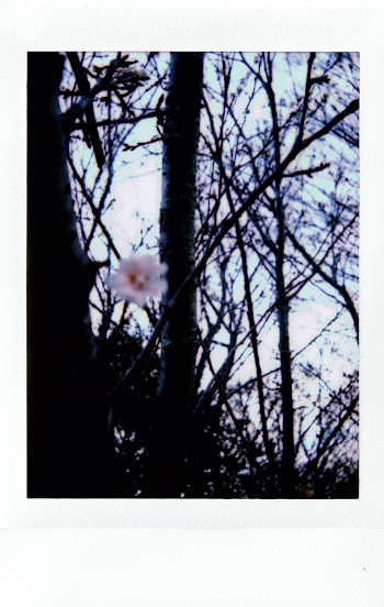 Bare Trees