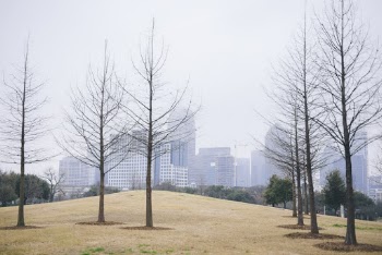 Bare Trees