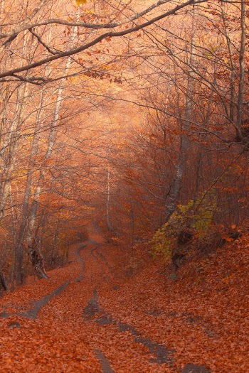 Bare Trees and Leaves on Road