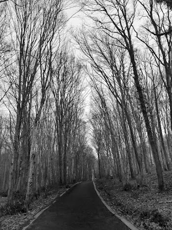 Bare Trees Beside Road
