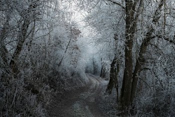 bare trees coated snow
