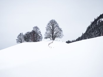 bare trees covered by snow