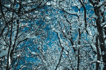 bare trees covered with snows