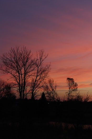 Bare Trees during Sunset