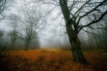 Bare Trees in Forest