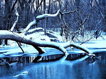 Bare Trees Near Body of Water