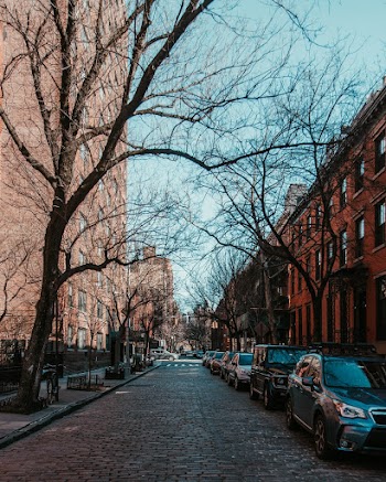 Bare Trees Near Building