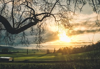 Bare Trees Near Green Grass Field