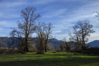 Bare Trees on Forest