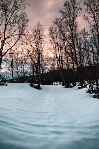 Bare Trees on Snow