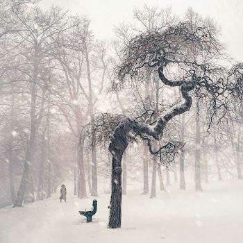 Bare Trees on Snow Covered Landscape