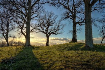 Bare Trees Planted on Grass Field