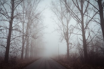 Bare Trees With Fog on Road