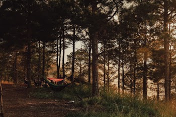 Bare Trees With Green Hammock