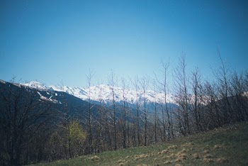 Bare Trees With Mountain Background