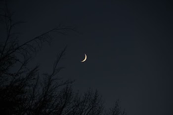 bared trees under moon