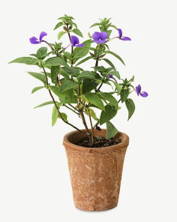 Barleria Cristata flower collage element | Free PSD - rawpixel