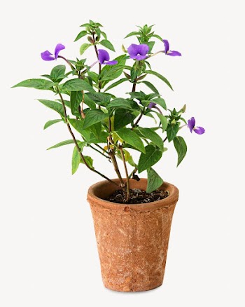 Barleria Cristata flower isolated design | Free Photo - rawpixel