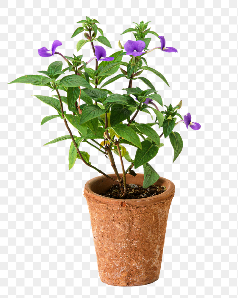 Barleria Cristata flower png sticker, | Free PNG - rawpixel