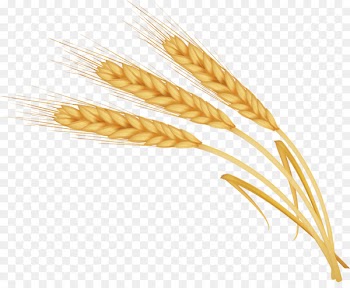 Barley - barley 