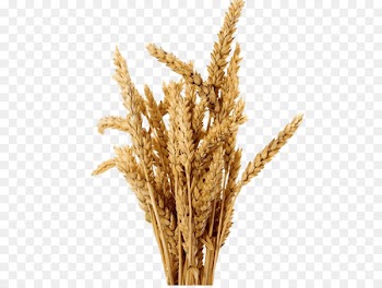 Barley, Beer, Desktop Wallpaper, Plant, Grass Family PNG