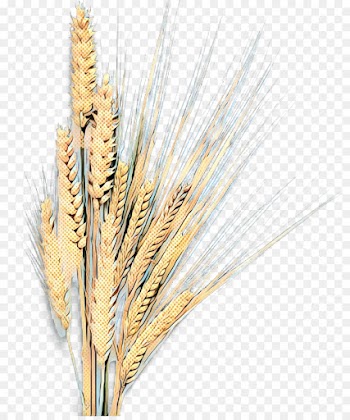 Barley, Emmer, Grain, Triticale, Hordeum PNG