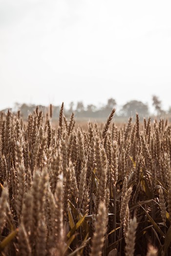 Barley Field