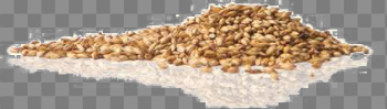 Barley PNG Pic