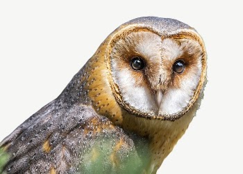 Barn owl bird collage element | Free PSD - rawpixel