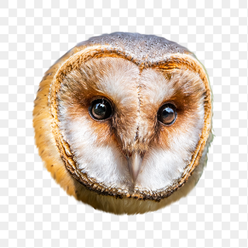 Barn owl bird png sticker, | Free PNG - rawpixel